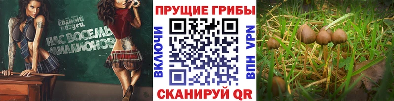 Галлюциногенные грибы MAGIC MUSHROOMS Разумное