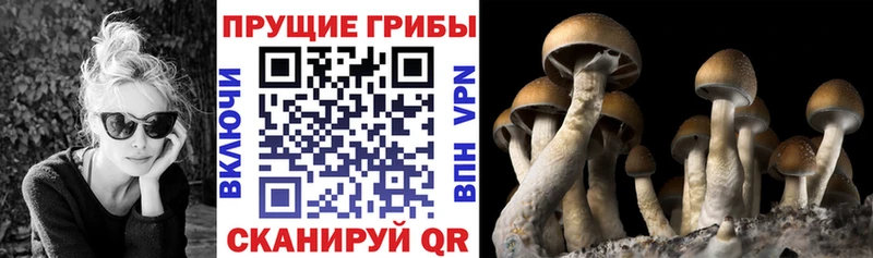 Псилоцибиновые грибы прущие грибы  даркнет сайт  Разумное 